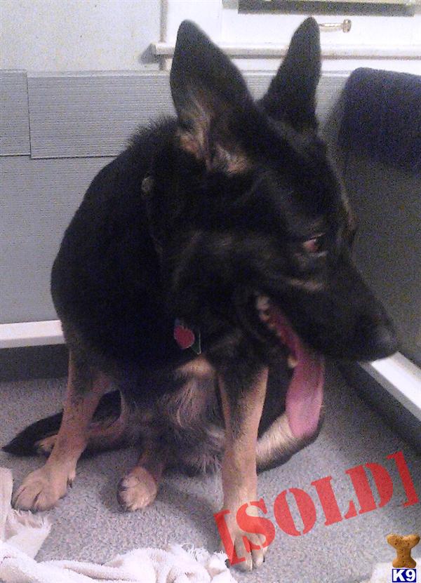 Black and Red East German Working lines 3.5 years old female for sale.  I NEED THE SPACE.